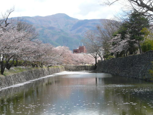 松本城の桜　2009/4/15
