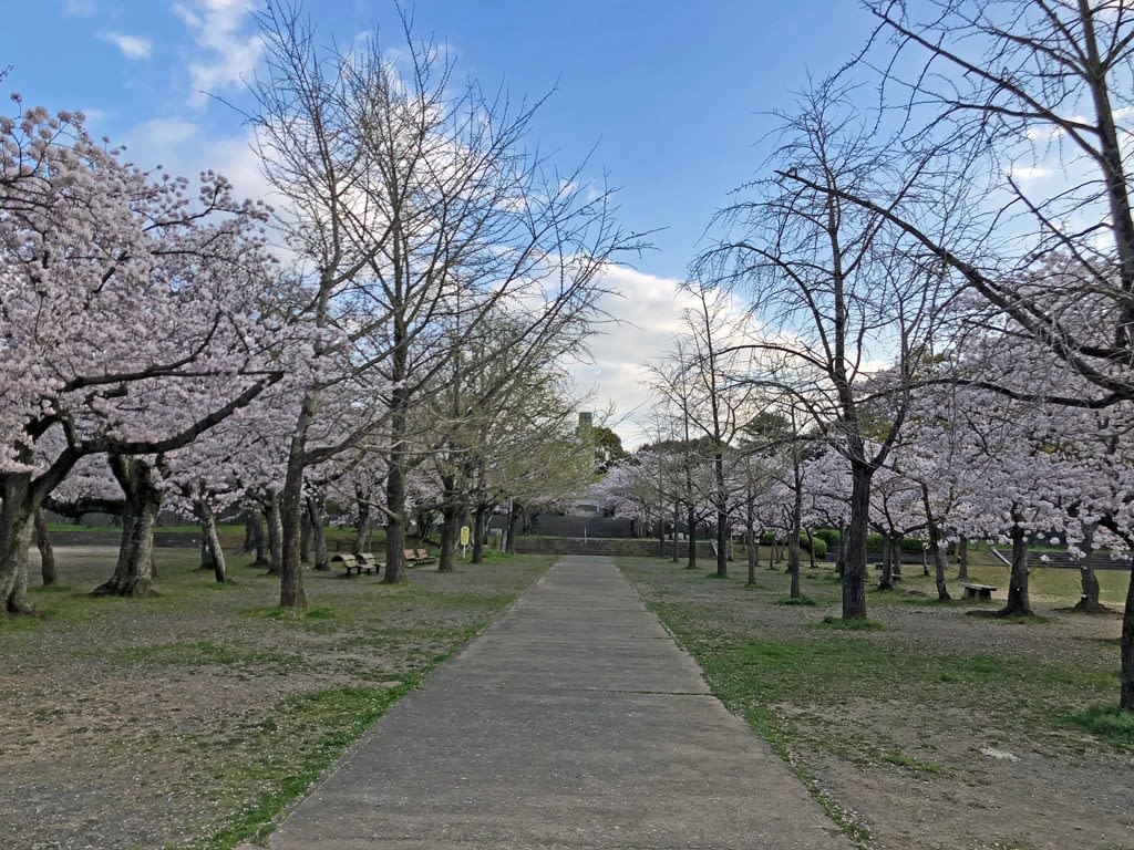 平和公園の桜 北九州市小倉北区 九州神社紀行 ブログ 平和公園の桜 北九州市小倉北区 九州神社紀行 ブログ