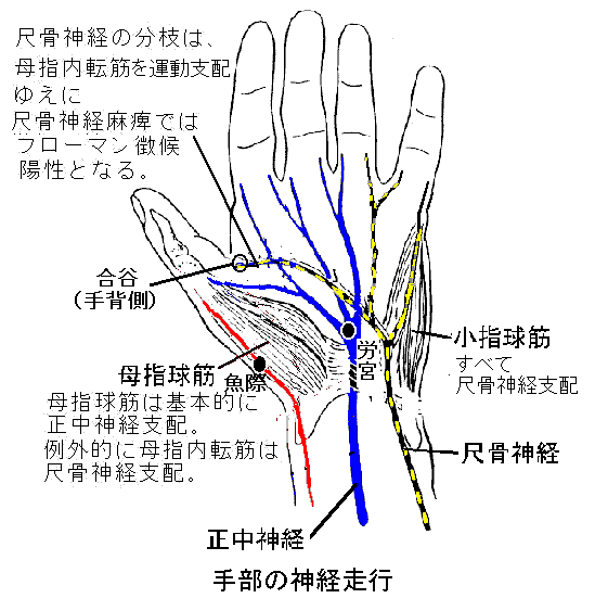 母指内転筋症には母指内転筋停止部の刺針 Ver 2 1 現代医学的鍼灸治療