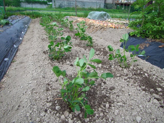 落花生「おおまさり」の植え付け - 大好き！野菜の時間