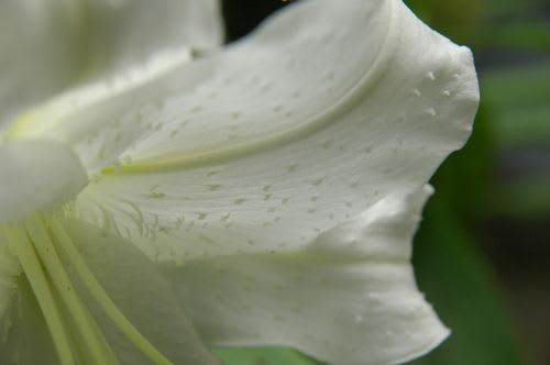 lily048.jpg: 庭のユリ (カサブランカ) の花