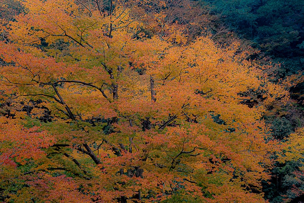 ケヤキ（紅葉）の写真