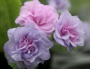 Photo_24