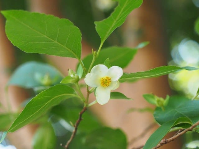 ヒメシャラ 2 花 多摩ニュータウン植物記ｐａｒｔ５
