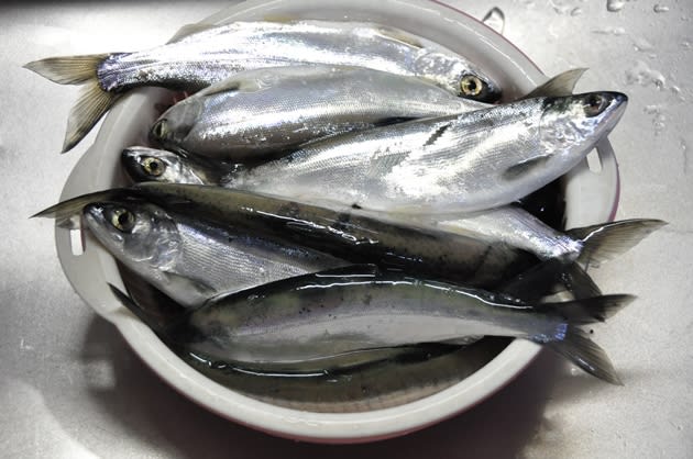 ヒメマス釣り 青木湖 かわ遊び やま遊び雑記 ヒメマス釣り 青木湖 かわ遊び やま遊び雑記