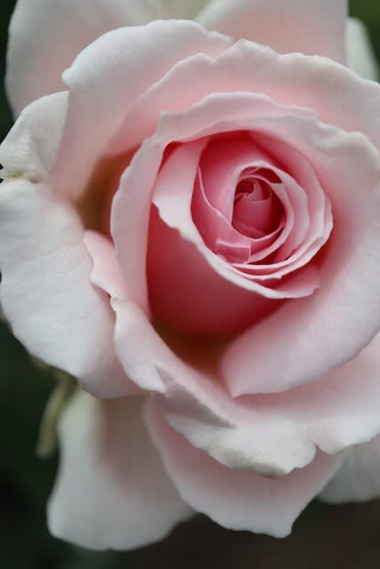 優しいピンクのつるバラ ルミナス ピラー 春薔薇シリーズ 21 065 野の花 庭の花