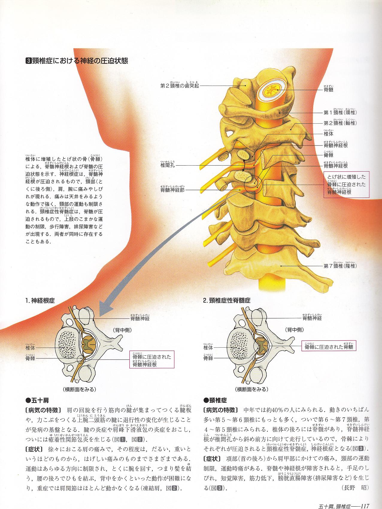 頚椎および関連する神経 イラスト かなうみ整骨院情報
