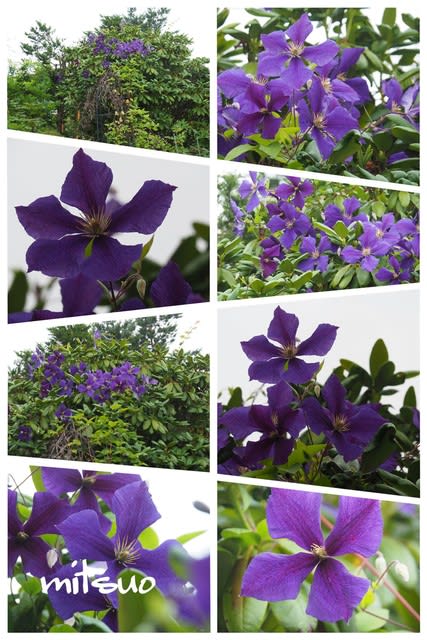 クレマチス ビチセラ エトワールバイオレット の花が咲きました My Garden 19 07 10撮影 団塊オヤジの短編小説goo