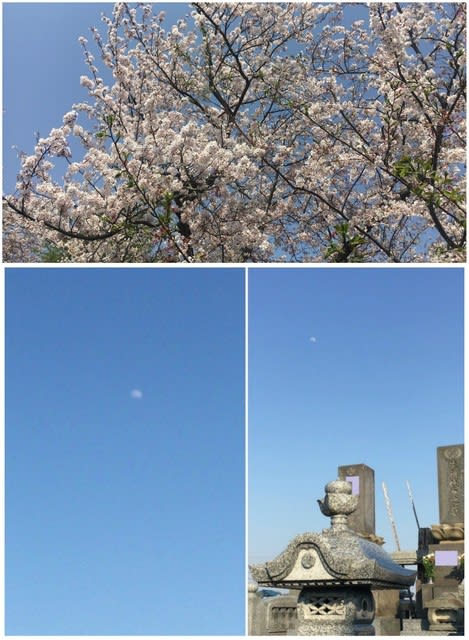 ある時から･･桜の季節は哀しみの記憶に。。 - Step forward one step！(夢の実現へ)