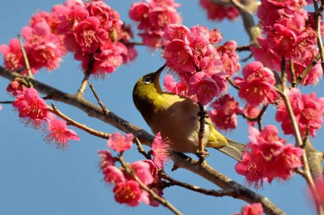 ❤ラズ*様ご専用【652】パールの小鳥 綺麗なピンクのお花 - www.grupospk.com