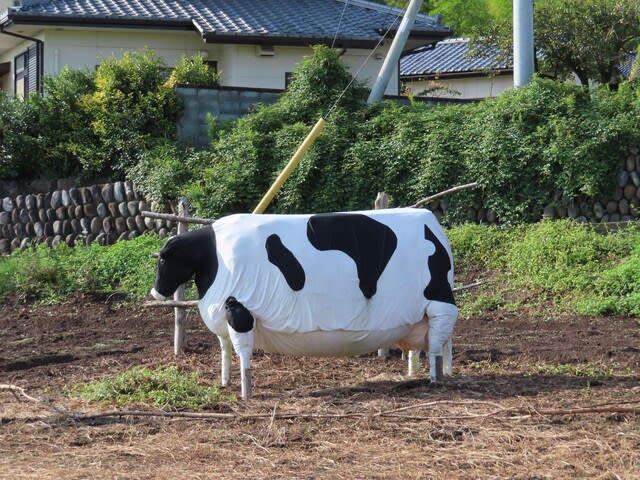 牛の案山子 太田市藪塚 上総の写真 クリックすると壁紙サイズの写真 画像 になります