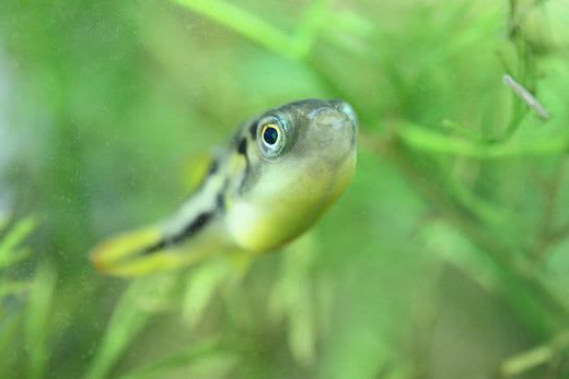 30cm水槽をアベニーパファ水槽に みゆきザンス的ブログ