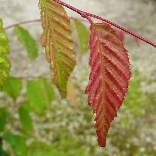 ケヤキの葉 質直庵風信