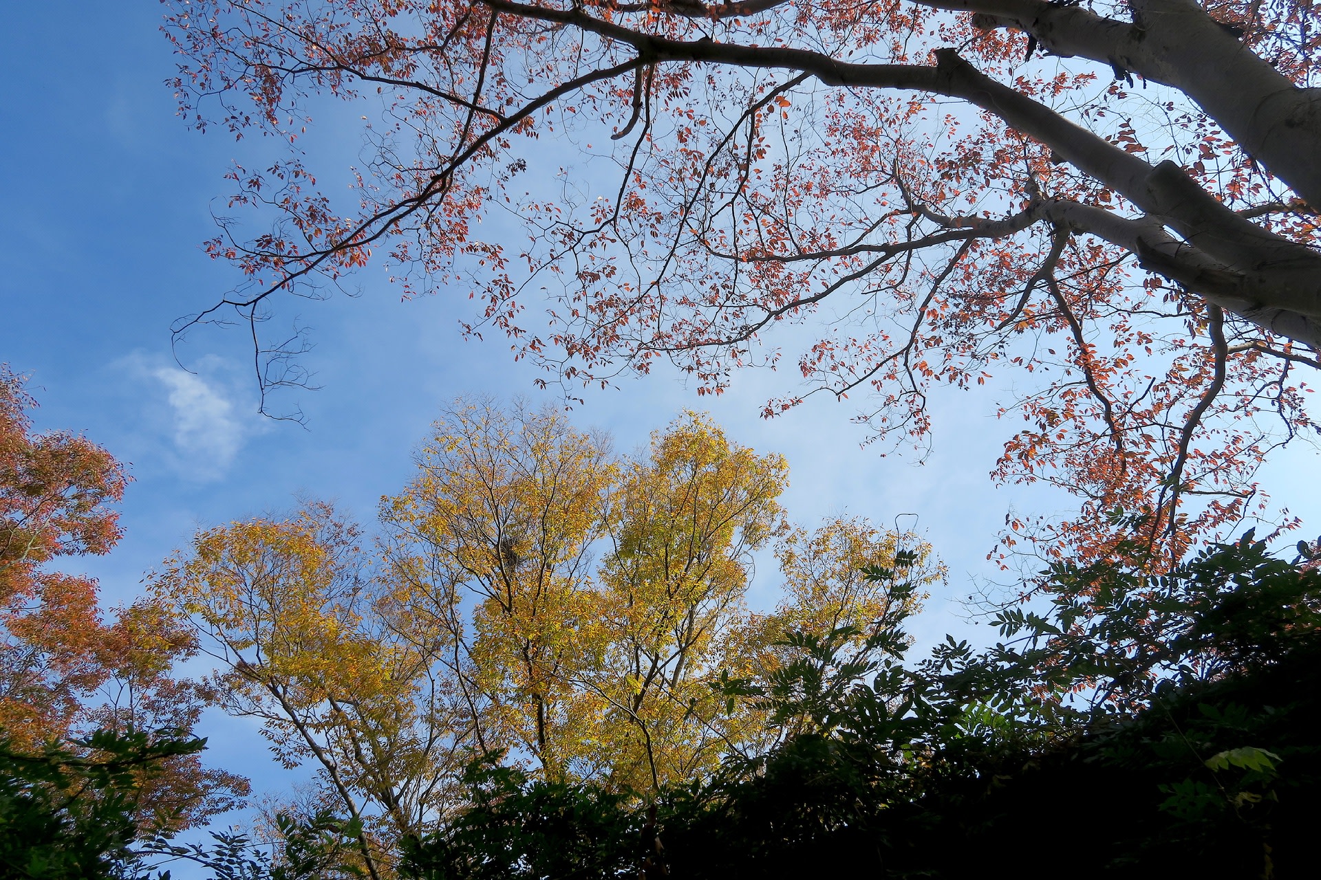 ツワブキの花と紅葉と黄葉 自然を求めて近辺ぶらり ツワブキの花と紅葉と黄葉 自然を求めて近辺ぶらり