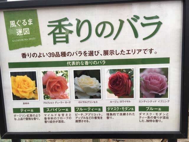 花菜ガーデン 剪定後のバラ園 マルガリータのつぶやき 花菜ガーデン 剪定後のバラ園 マルガリータのつぶやき