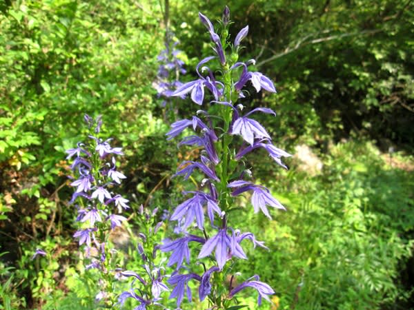 サワギキョウ（沢桔梗）＞ 直立した花穂に青紫色の鮮やかな花 - く