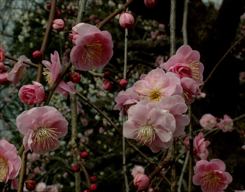 呉服枝垂は クレハ しだれ 花の公園 俳句 ｉｎｇ