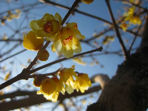 蝋梅の不思議 花と実 空見日和