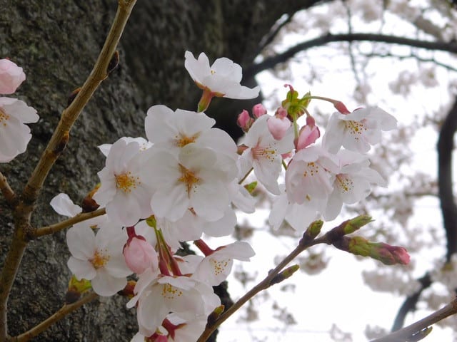 川西公園の桜 続報 ヒロオガワ 音楽 絵画 写真 趣味その他