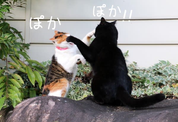 猫の喧嘩は犬も食わない セレナ日和