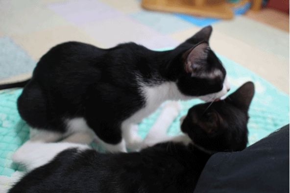 18年8月のブログ記事一覧 ねことねことねこと