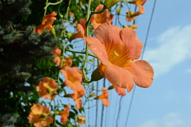 Dsc_7438 Dsc_7438