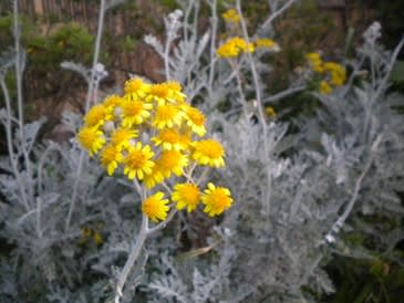 白い葉っぱ 黄色い花 ｍｙ ブログ