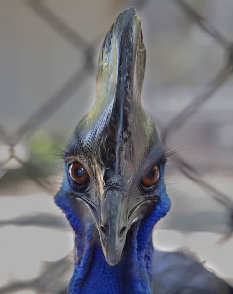 世界一危険な鳥 ヒクイドリ ひとりごと