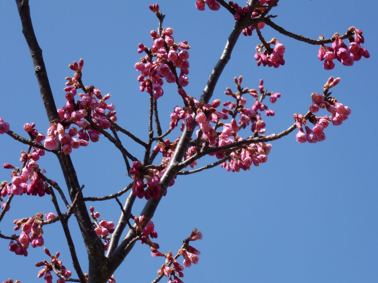 遊歩道の寒緋桜の画像