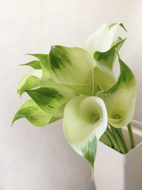 グリーンテトラ 花のある生活 グリーンテトラ 花のある生活