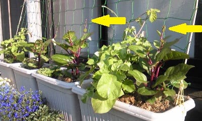 暑くなると成長が早いツルムラサキ プランターで花と野菜を育てる