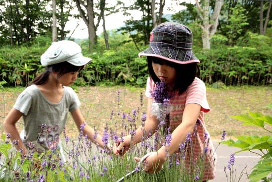 ラベンダー摘みの少女達 定年後の田舎暮らし ラベンダー摘みの少女達 定年後の田舎暮らし