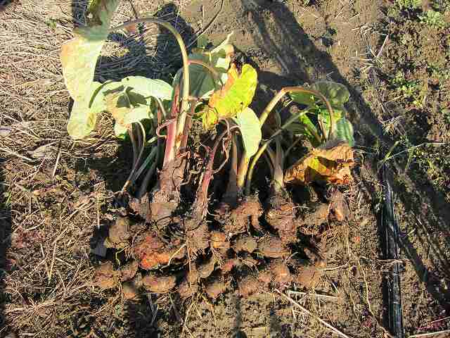 八頭 芋 は最後の収穫 ほうてんの無農薬野菜づくり