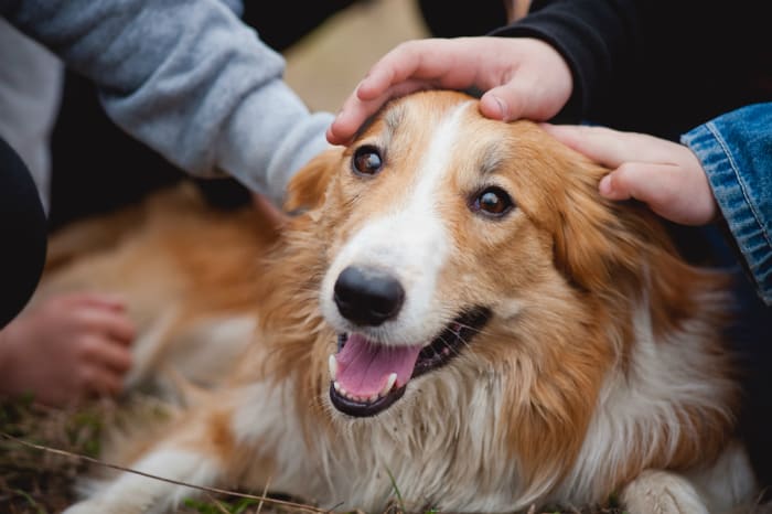 動物たちにぬくもりを 4ページ目