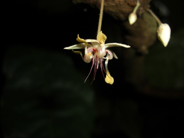 あなたはカカオの花を知っていますか エピローグ あなたはカカオの花を知っていますか エピローグ