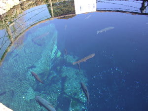 忍野八海