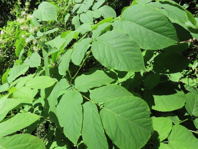 高ボッチ高原・鉢伏山の植物　ウド（独活）