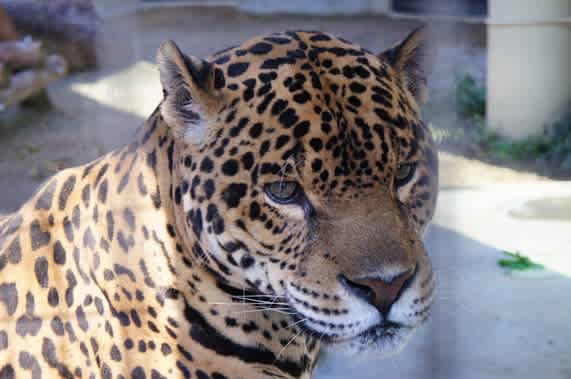 京都市動物園 １ ジャガーのグランデくん ちょいぶら日記