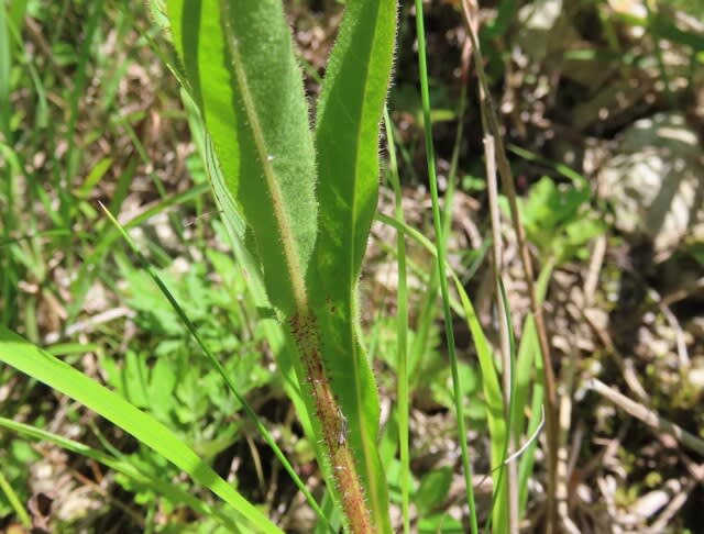 高ボッチ高原・鉢伏山の植物　　コウゾリナ（剃刀菜）