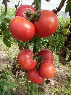 初秋のトマトの摘心 無農薬 自然菜園 自然農法 自然農 で 自給自足life 持続可能で豊かで自然な暮らしの分かち合い