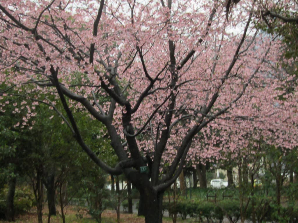 木場公園の大寒桜と大横川の河津桜 図書館うなり