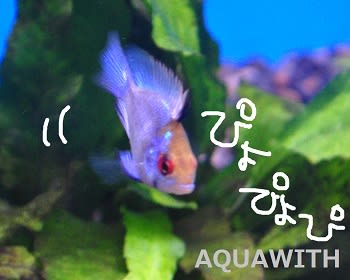 幸せの青い魚 アクアウィズのオススメ 熱帯魚