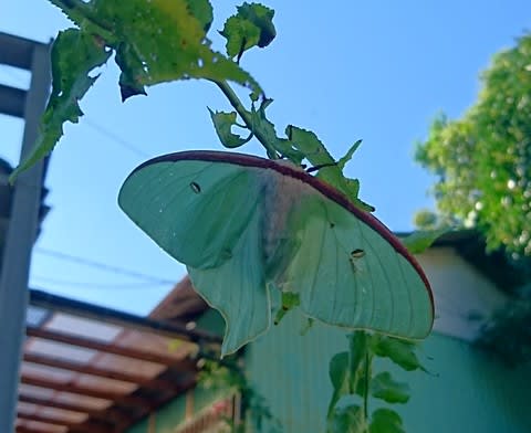 オオミズアオ 大きくて美しい淡いエメラルドグリーンの蛾 Yとyの日々