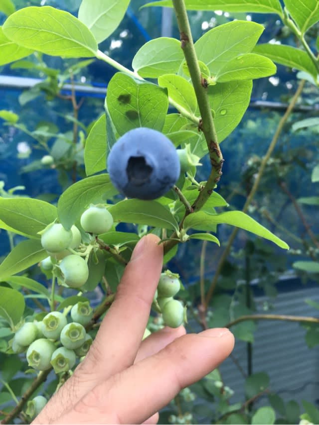 オニールの色付き 始まる16春 ブルーベリーを安月給奮闘栽培 In 広島