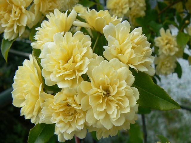 一関市東山町のモッコウバラ 木香薔薇 Peaの植物図鑑