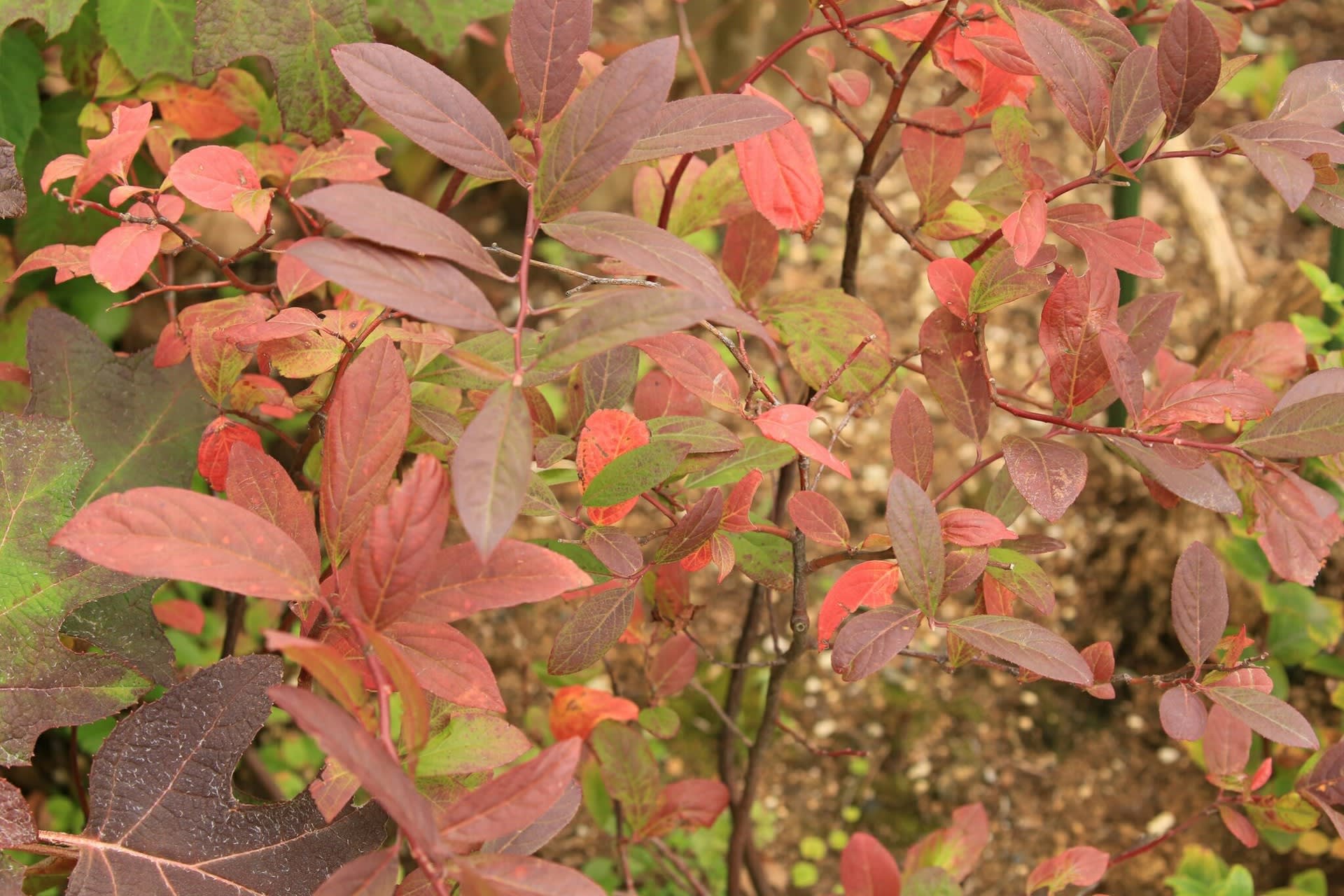 小さな庭で紅葉を - 雑木と宿根草とクレマチスの小さな庭づくり