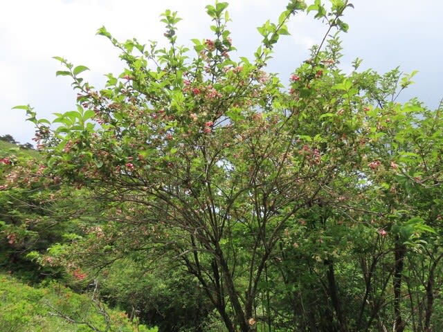 高ボッチ高原・鉢伏山で最近咲いている花　ニシキウツギ（二色空木）