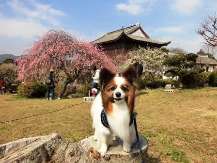 世界 の 梅 公園 ペット