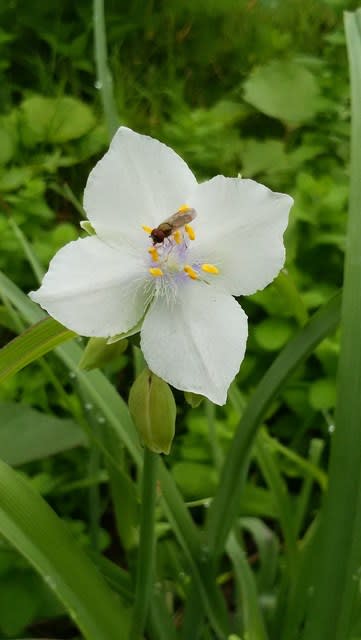 ムラサキツユクサの白花で4枚花びらが 超新米爺ブロガー