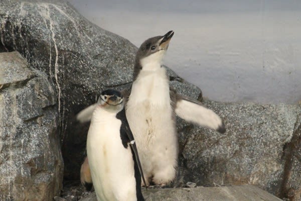 ペンギンの親子 ヒゲペン２ ペンギン音頭
